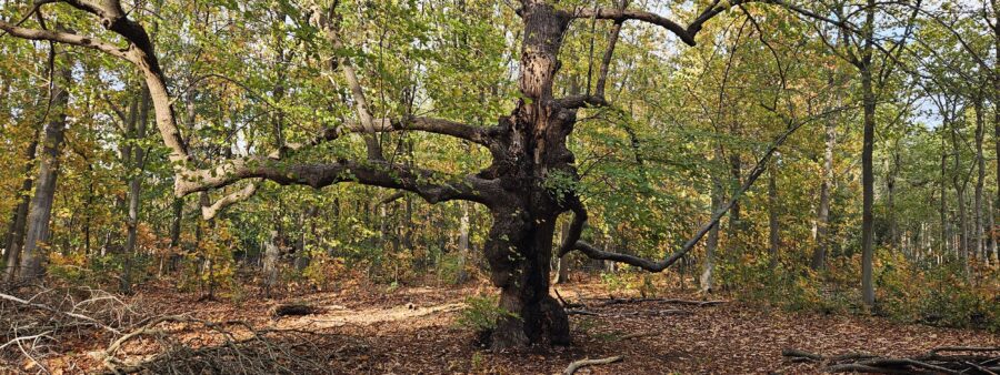 foto oude boom