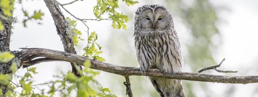 Foto van uil