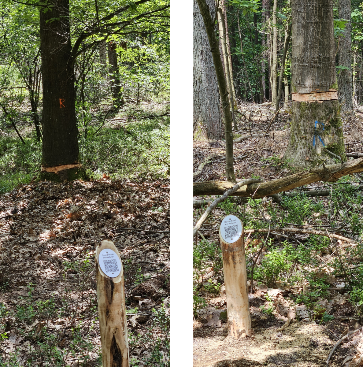 foto geringde bomen