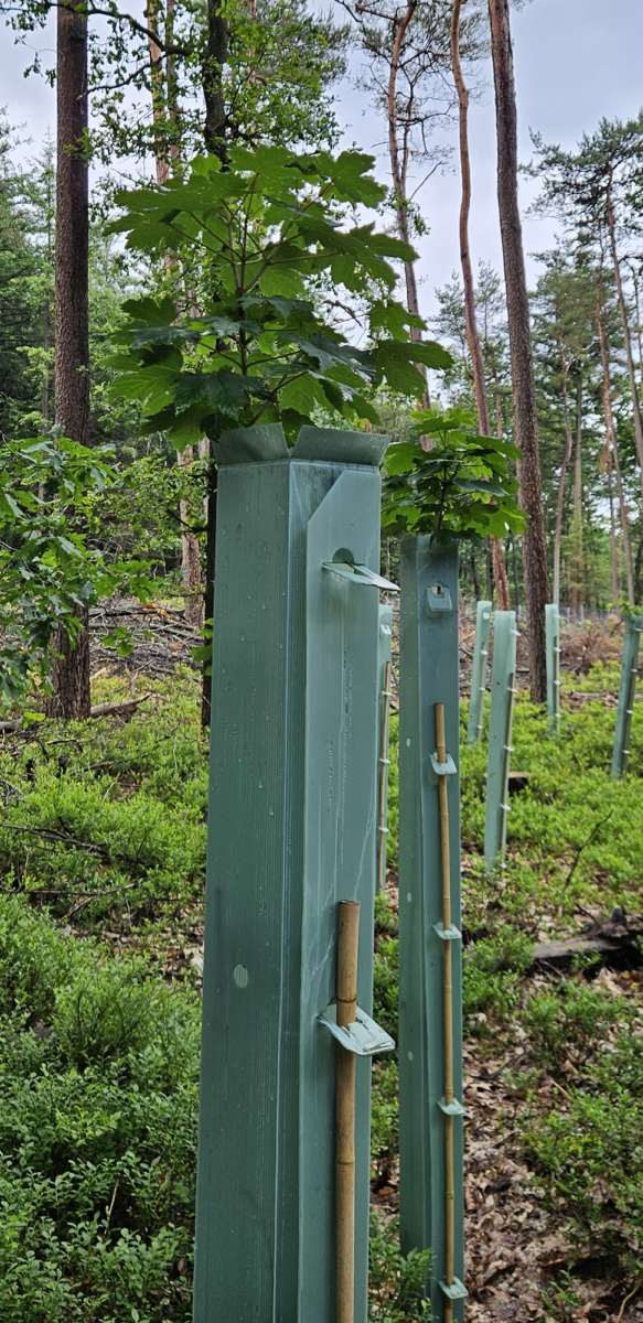 foto jonge boom in boomkoker